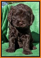 Darling Hero pups 5 wks old 221