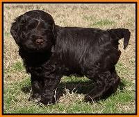 Darling Hero pups 5.2 weeks 31_2