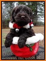 Darling Hero pups 6 wks old 221