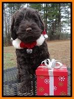 Darling Hero pups 6 wks old 241