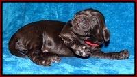Darling Hero pups 1 wk old 141