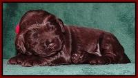 Darling Hero pups 2 wks old 057