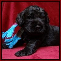 Darling Hero pups 3 wks old 181