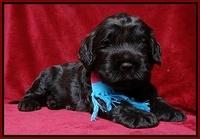 Darling Hero pups 3 wks old 191