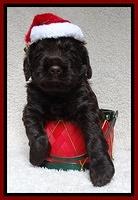 Darling Hero pups 4 wks old 067