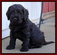 Darling Hero pups 5 wks old 037