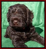 Darling Hero pups 5 wks old 251