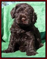 Darling Hero pups 5 wks old 261