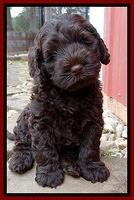 Darling Hero pups 7 wks old 321