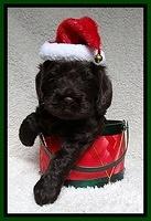 Darling Hero pups 4 wks old 075