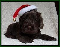Darling Hero pups 4 wks old 092