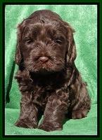 Darling Hero pups 5 wks old 271