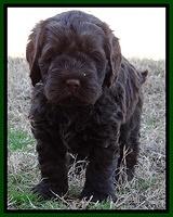 Darling Hero pups 5.2 weeks 211