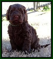 Darling Hero pups 5.2 weeks 261