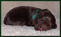 Darling Hero pups newborn 046