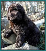 Harding Family: "Birdie"