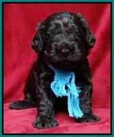 Darling Hero pups 3 wks old 241