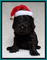 Darling Hero pups 4 wks old 107