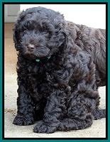 Darling Hero pups 6 wks old 381