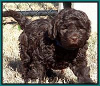 Darling Hero pups 7 wks old 371