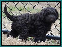 Darling Hero pups 7 wks old 381