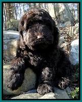 Darling Hero pups 8 wks old 018