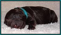 Darling Hero pups newborn 054