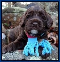 Xana Texas pups 3 wks old 015