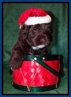 Xana Texas pups 4 weeks old 005