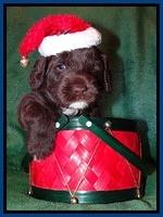 Xana Texas pups 4 weeks old 006