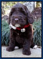 Xana Texas pups 6 wks old 31