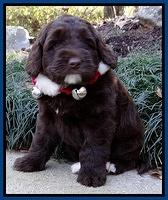 Xana Texas pups 6 wks old 41