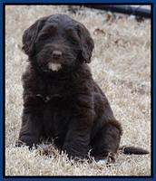 Xana Texas pups 7 wks old 51