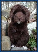 Xana Texas pups 8 weeks old 007