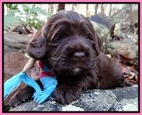 Xana Texas pups 3 wks old 026