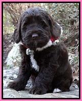 Xana Texas pups 6 wks old 51