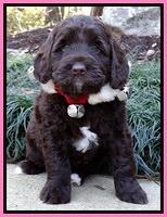 Xana Texas pups 6 wks old 71