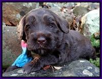 Xana Texas pups 3 wks old 037