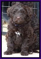 Xana Texas pups 7 wks old 045