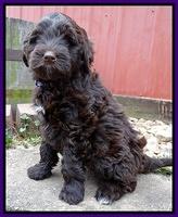 Xana Texas pups 7 wks old 81