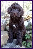Xana Texas pups 8 wks old 11