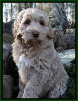 Bahin family: Lucky