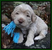Xana Texas pups 3 wks old 051