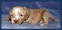 Rina Reagan pups 3 weeks old 004