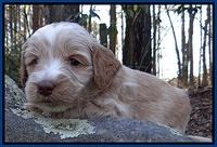 Rina Reagan pups 4 wks old 11