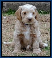 Rina Reagan pups 7 wks old 21