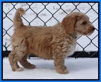 Rina Reagan pups 7 wks old 31