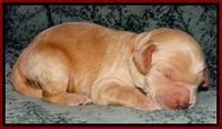 Rina REagan pups 1 wk old 61