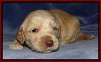 Rina Reagan pups 3 weeks old 015
