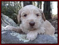 Rina Reagan pups 4 wks old 41